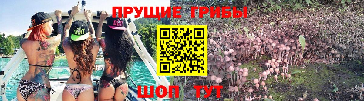 Псилоцибиновые грибы GOLDEN TEACHER Зима